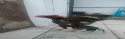 Chickens poultry for sale: Aseel chickens for sale  - Advert 3