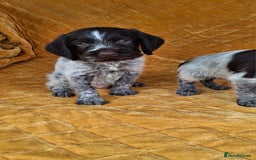 German Wirehaired Pointer dogs for sale: Quality German wirehaired pointer pups. - Image 6