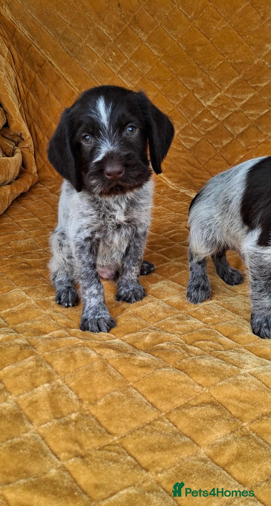 German Wirehaired Pointer dogs for sale: Quality German wirehaired pointer pups. - Image 6