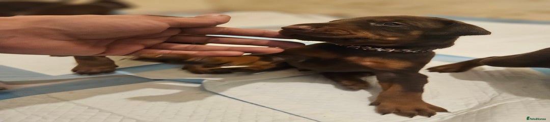 Dobermann Puppy 7