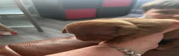Mixed Breed dogs for sale: 4 male dachshund - dachshund- jacawawa - Advert 16
