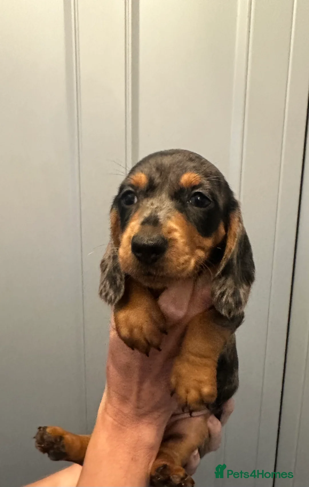 Miniature Dachshund dogs for sale: Miniature dachshund pups - Advert 2
