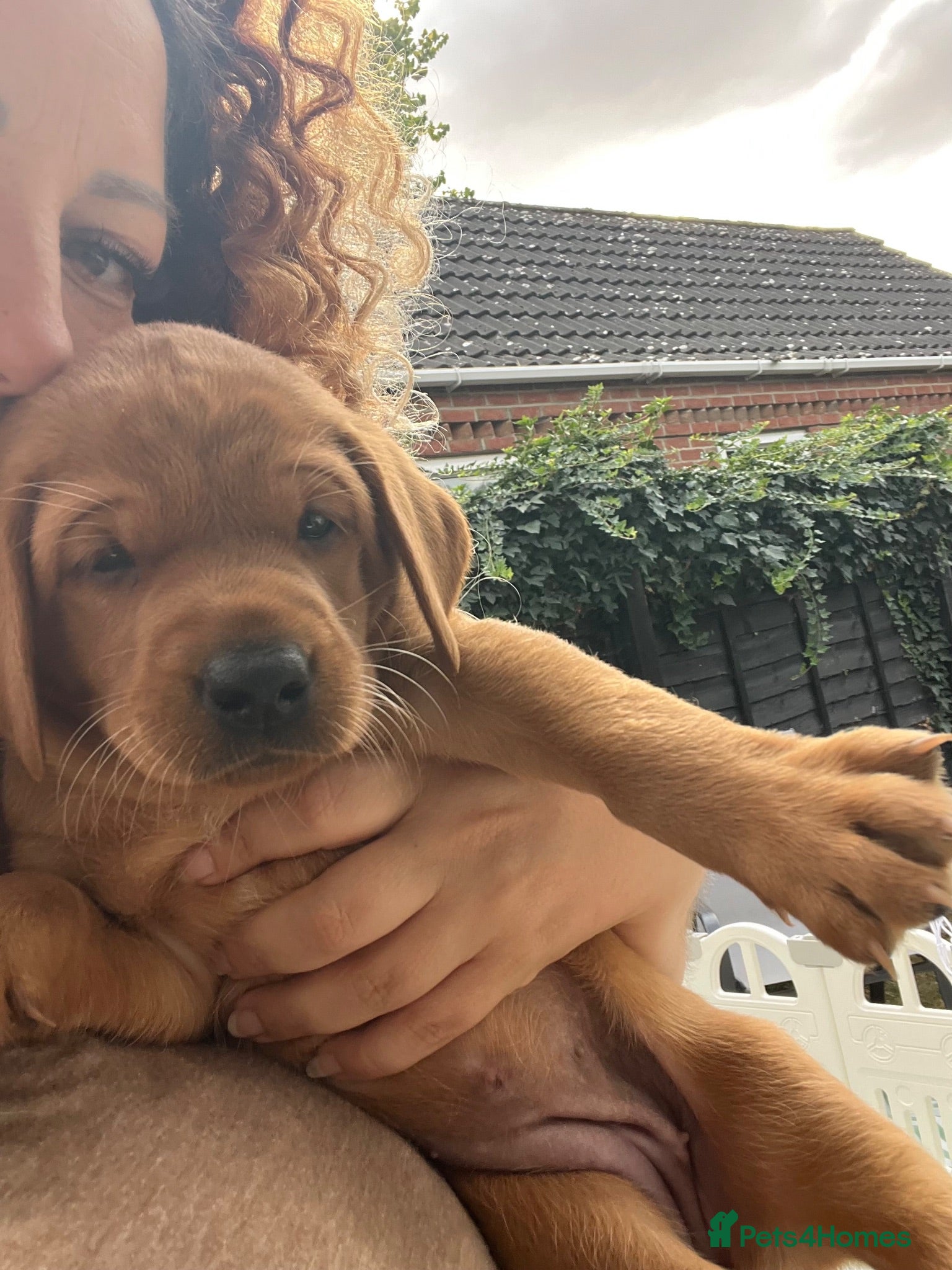 Labrador Retriever dogs Exceptional Dark Fox Red Labrador Retriever Puppy - Advert 2