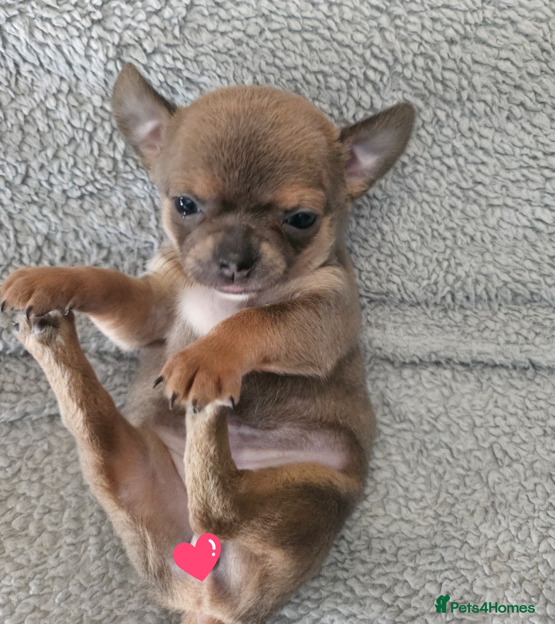 Chihuahua dogs SmoothCoat Chihuahua  - Advert 13