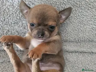 Chihuahua dogs SmoothCoat Chihuahua - Advert 13