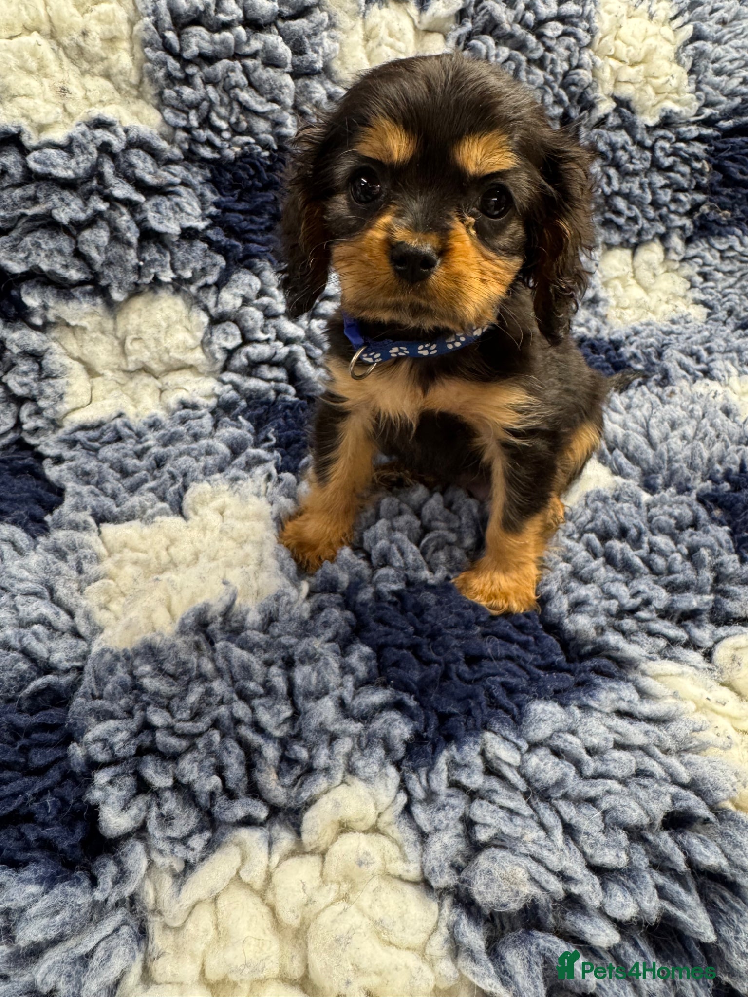 Cavalier King Charles Spaniel dogs for sale: Cavalier King Charles puppies  - Advert 4