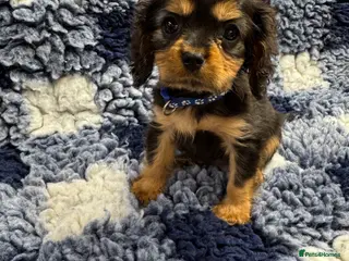 Cavalier King Charles Spaniel dogs for sale: Cavalier King Charles puppies - Advert 4