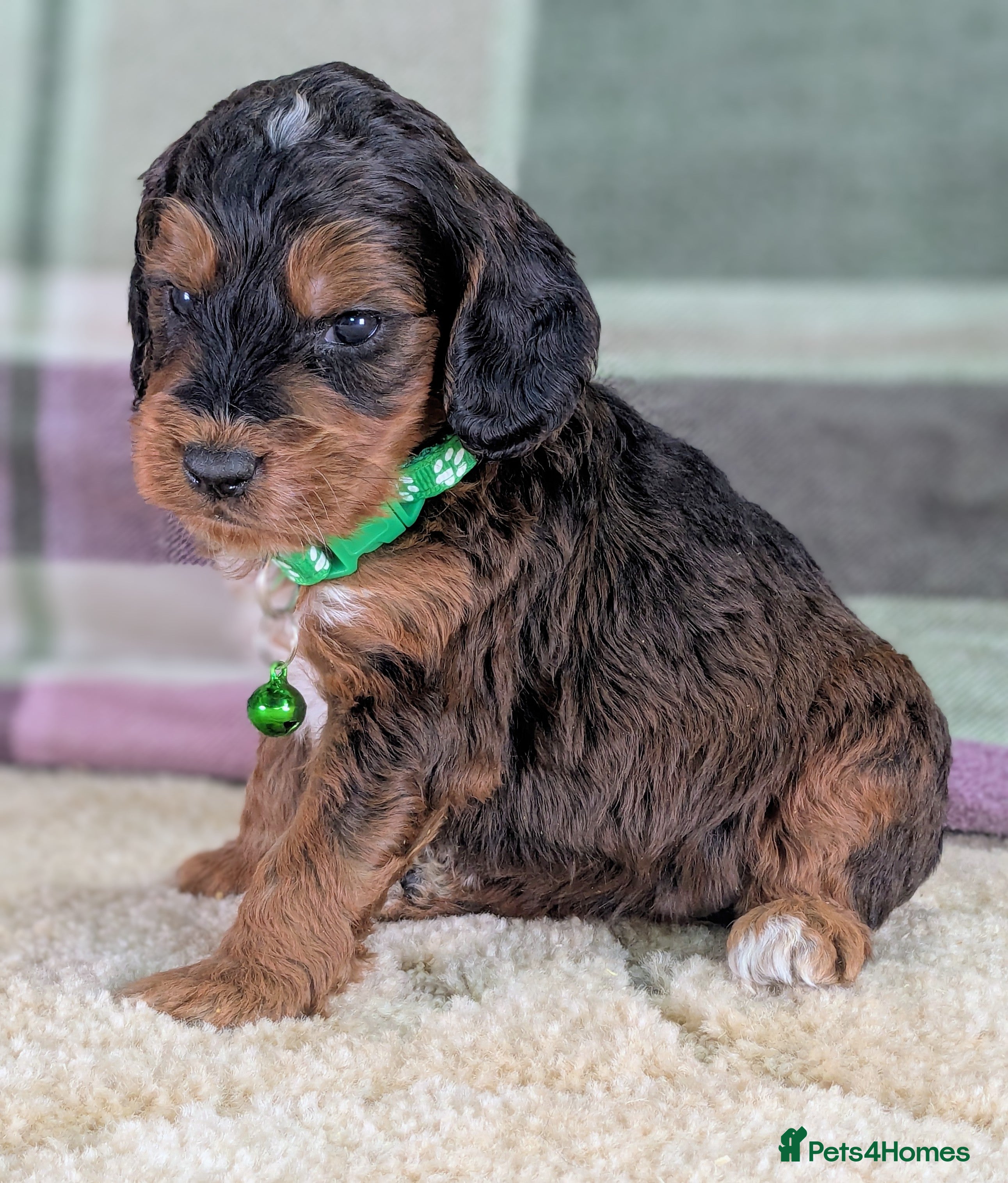 Cockapoo dogs F1 Cockapoo your Next Furry Family Member Awaits!  - Advert 5