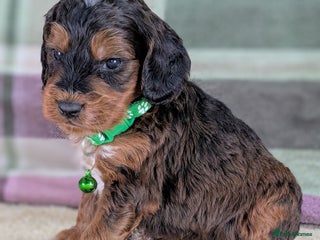 Cockapoo dogs F1 Cockapoo your Next Furry Family Member Awaits! - Advert 1