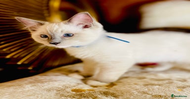 Ragdoll cats - Advert 6