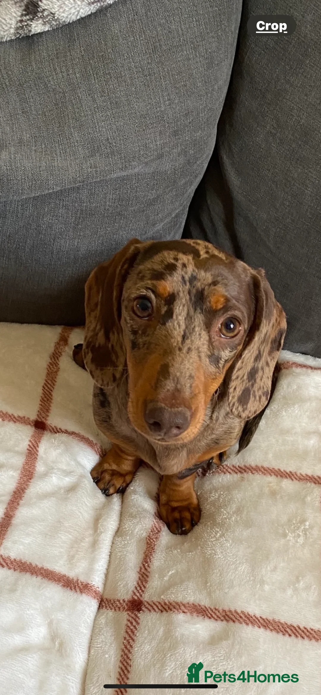 Miniature Dachshund dogs for sale: Ready to go 🤎🐶Beautiful miniature dachshund.  - Advert 2