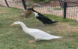 Ducks poultry for sale: Three Indian Runner duck girls  - Image 2