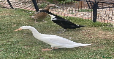 Ducks poultry - Advert 4