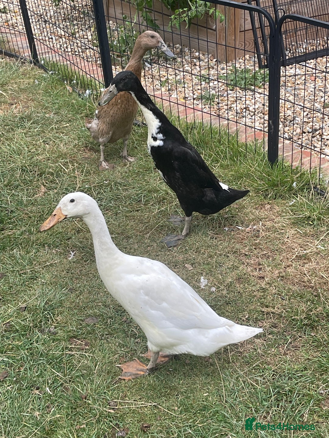 Ducks poultry for sale: Three Indian Runner duck girls  - Image 2