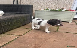 English Springer Spaniel dogs for sale: Superb DNA KC Champion Bred Working Springer Pups - Image 16