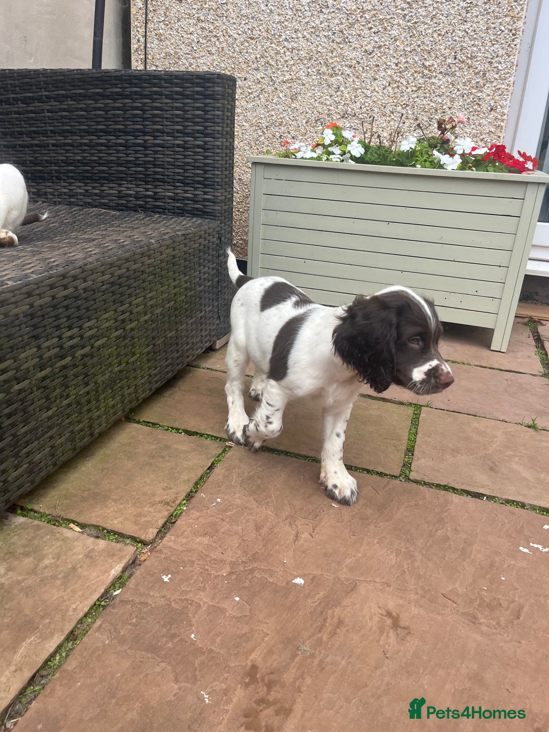 English Springer Spaniel dogs for sale: Superb DNA KC Champion Bred Working Springer Pups - Image 16
