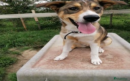 Mixed Breed dogs for adoption: 💖🐶 LISKA 🐶💖 - Image 12
