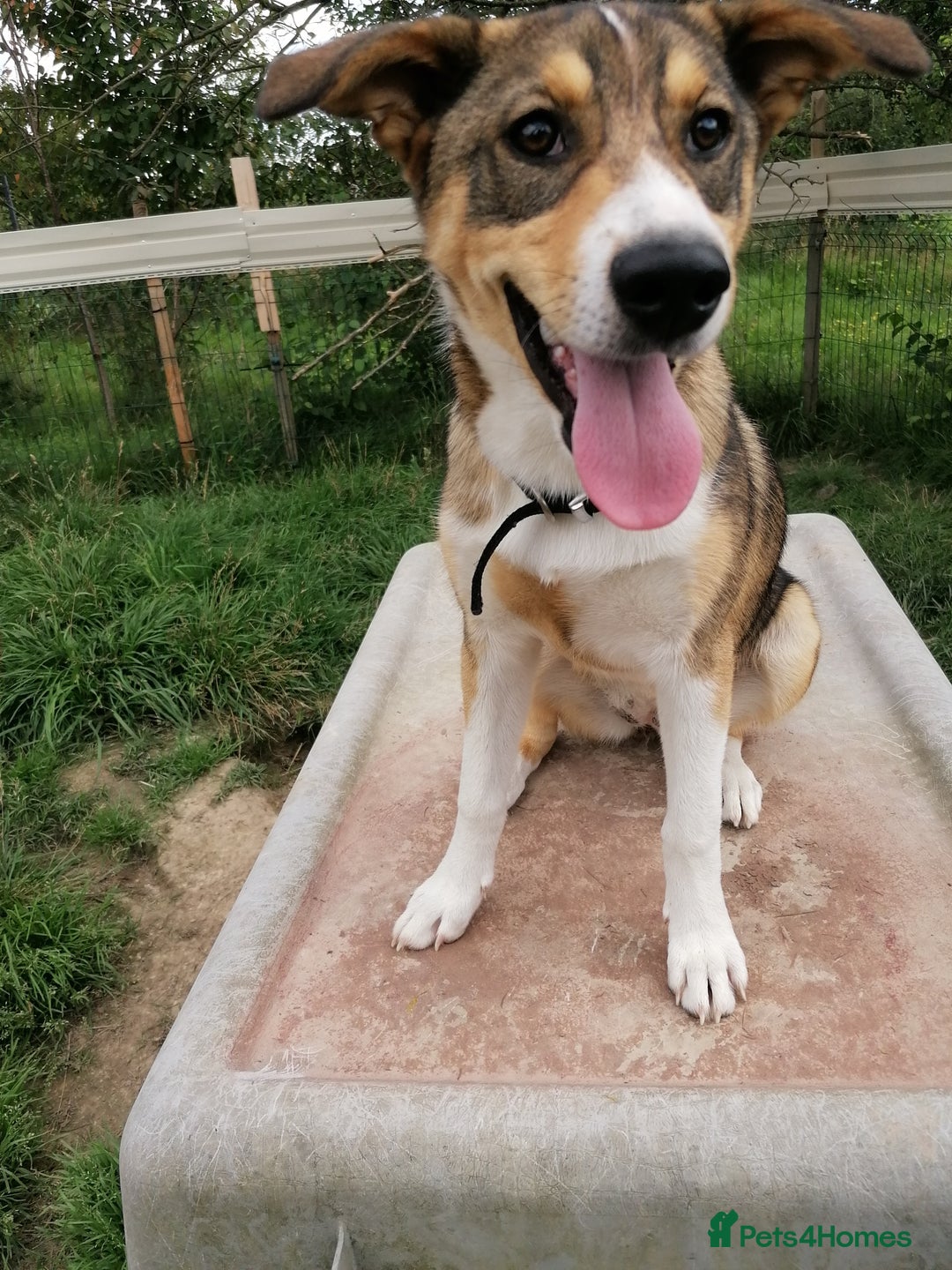 Mixed Breed dogs for adoption: 💖🐶 LISKA 🐶💖 - Image 12