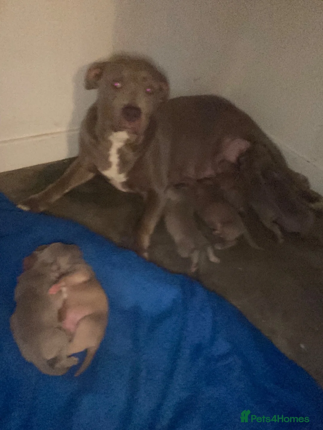 Mixed Breed dogs for sale: Merla blue puppys  in Gloucester - Advert 8