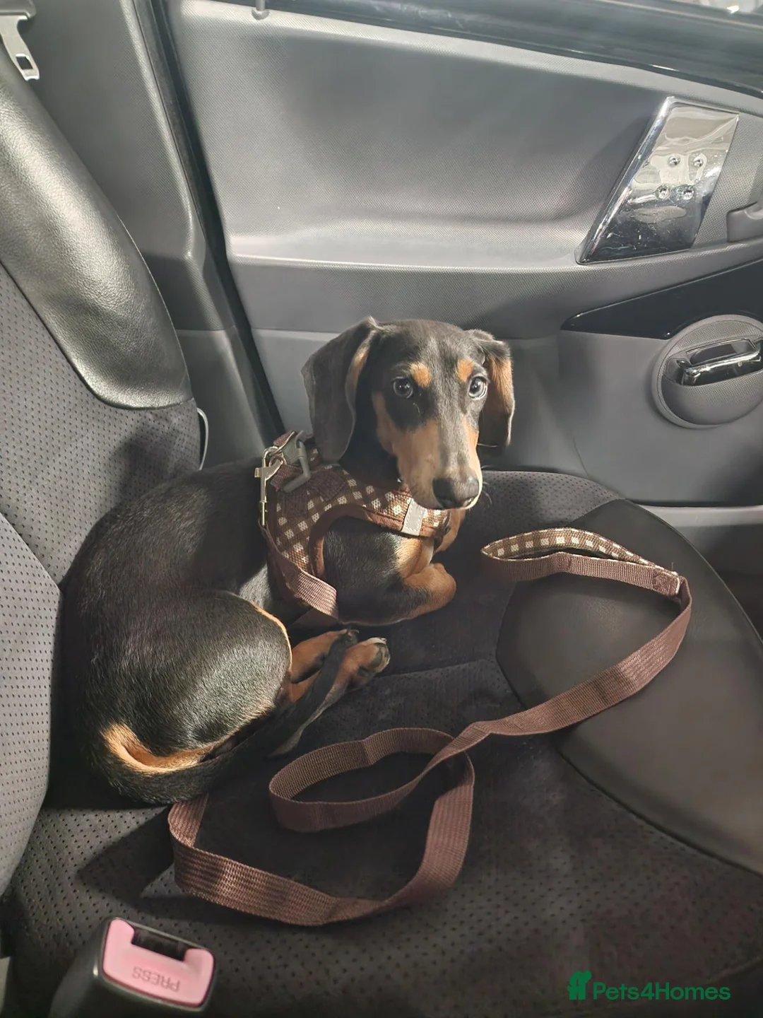 Dachshund dogs for sale: Dashhould minture sliver bsck tan in Bilston - Advert 3