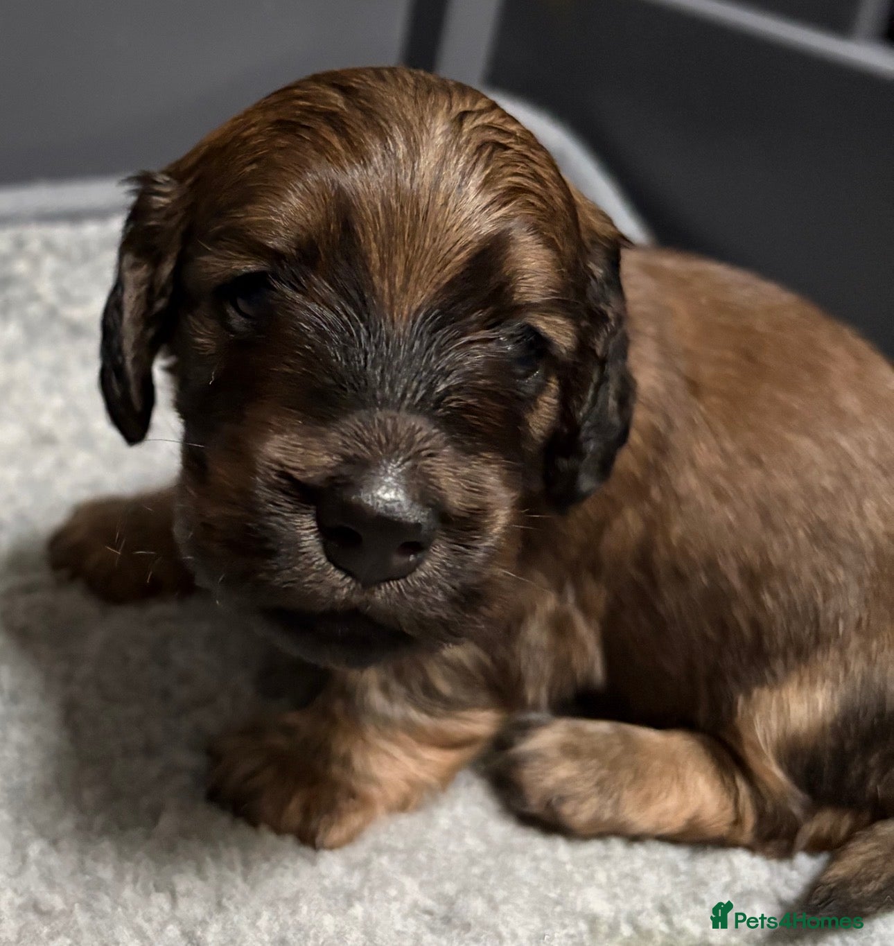 Miniature Dachshund dogs Beautiful long hair miniature dachshund pups - Advert 4