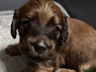 Miniature Dachshund dogs Beautiful long hair miniature dachshund pups - Advert 4