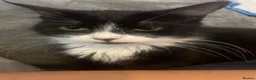 Mixed Breed cats for sale: For rehoming  - Advert 2