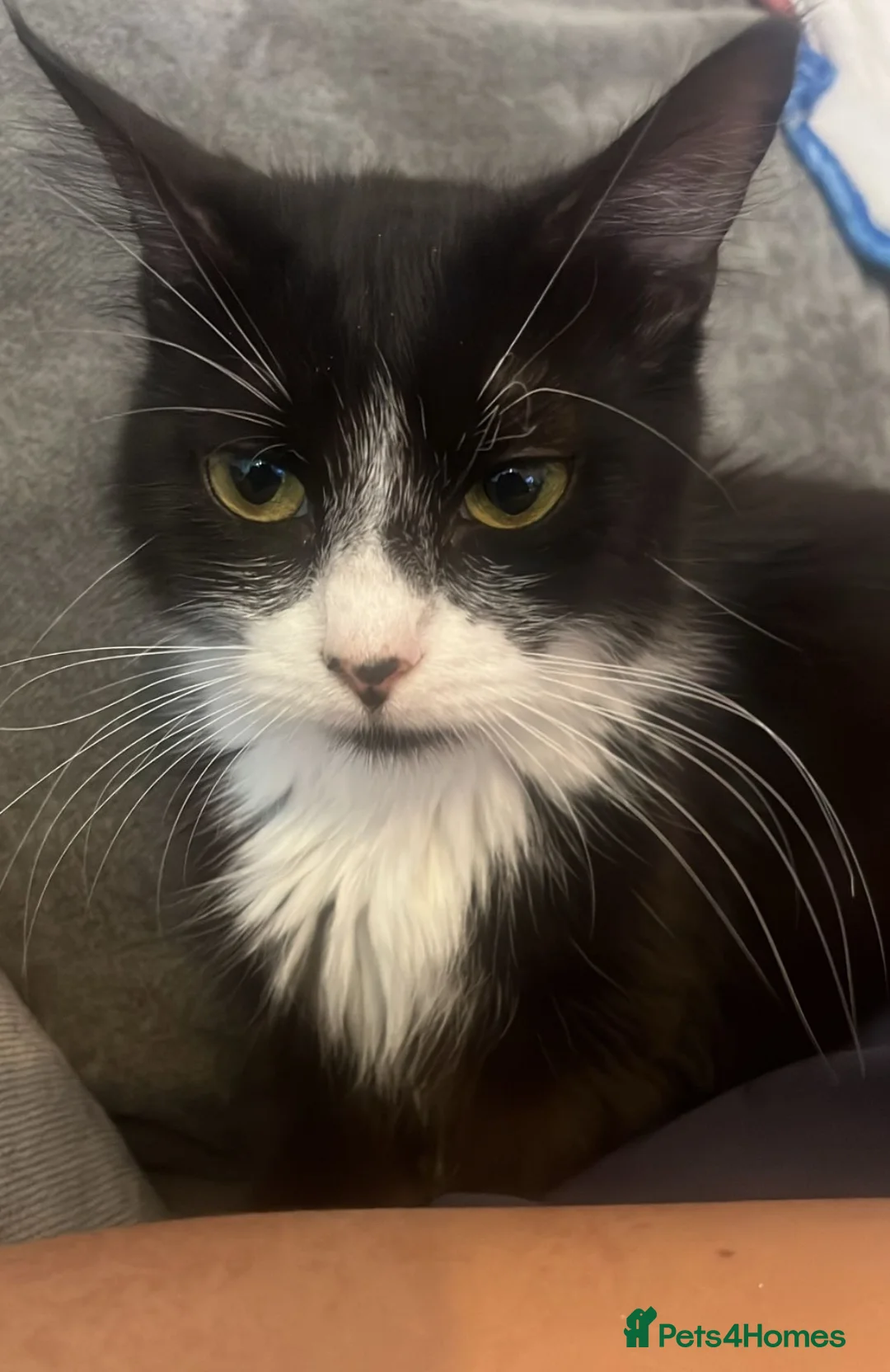 Mixed Breed cats for sale: For rehoming  - Advert 2