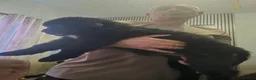 Newfoundland dogs for sale: Newfoundland puppies - Advert 7