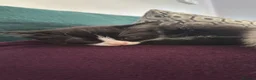 Mixed Breed cats for sale: One female tuxedo left in Rushden - Advert 3