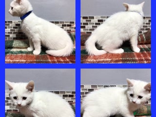 Mixed Breed cats Beautiful fluffy kittens - Advert 7