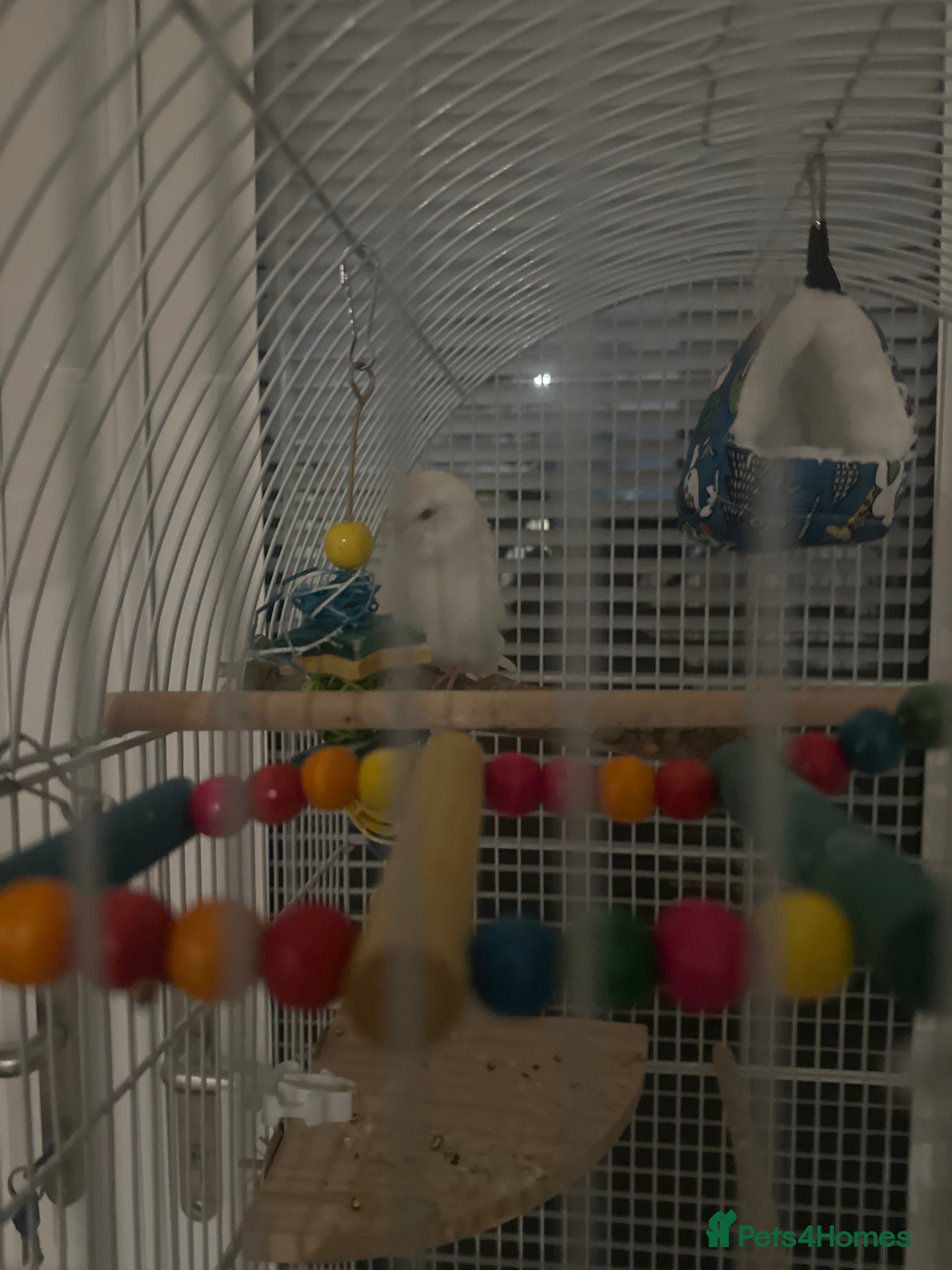 Budgerigars birds 1 budgie for sale (cage) !!! ( read description) - Advert 4