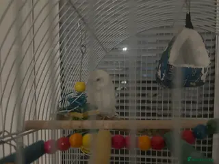 Budgerigars birds 1 budgie for sale (cage) !!! ( read description) - Advert 18