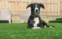 Mixed Breed dogs for adoption: Delightful Dolly - Image 36