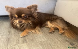 Chihuahua dogs for sale: KC Reg Chocolate and Tan Long-Coat Chihuahua Puppy - Image 4