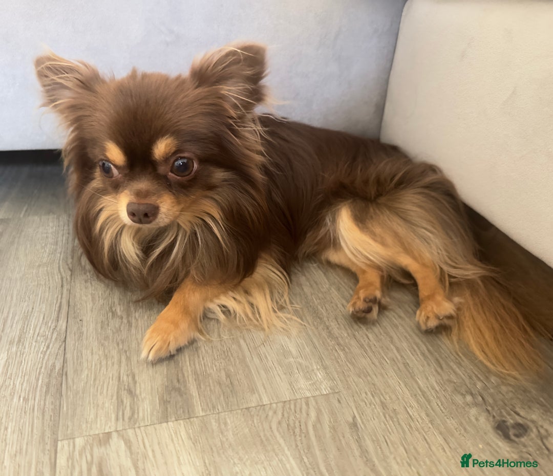 Chihuahua dogs for sale: KC Reg Chocolate and Tan Long-Coat Chihuahua Puppy - Image 4