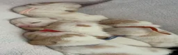 Beagle dogs for sale: Health Tested & Kennel Club Registered Beagle Pups - Advert 15