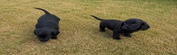 Cocker Spaniel dogs for sale: Cocker spaniels in London - Advert 3