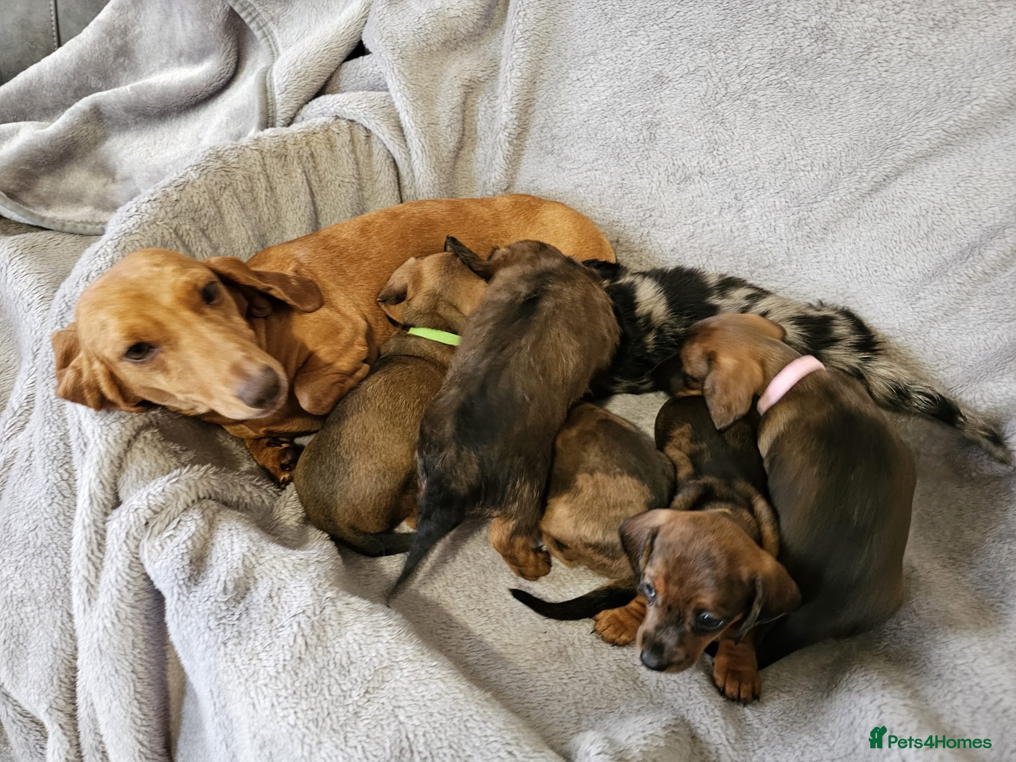 Dachshund dogs Gorgeous Long hair and short hair puppies - Advert 4