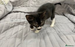 Bengal cats for sale: Beautiful female black and white kittenn - Image 5