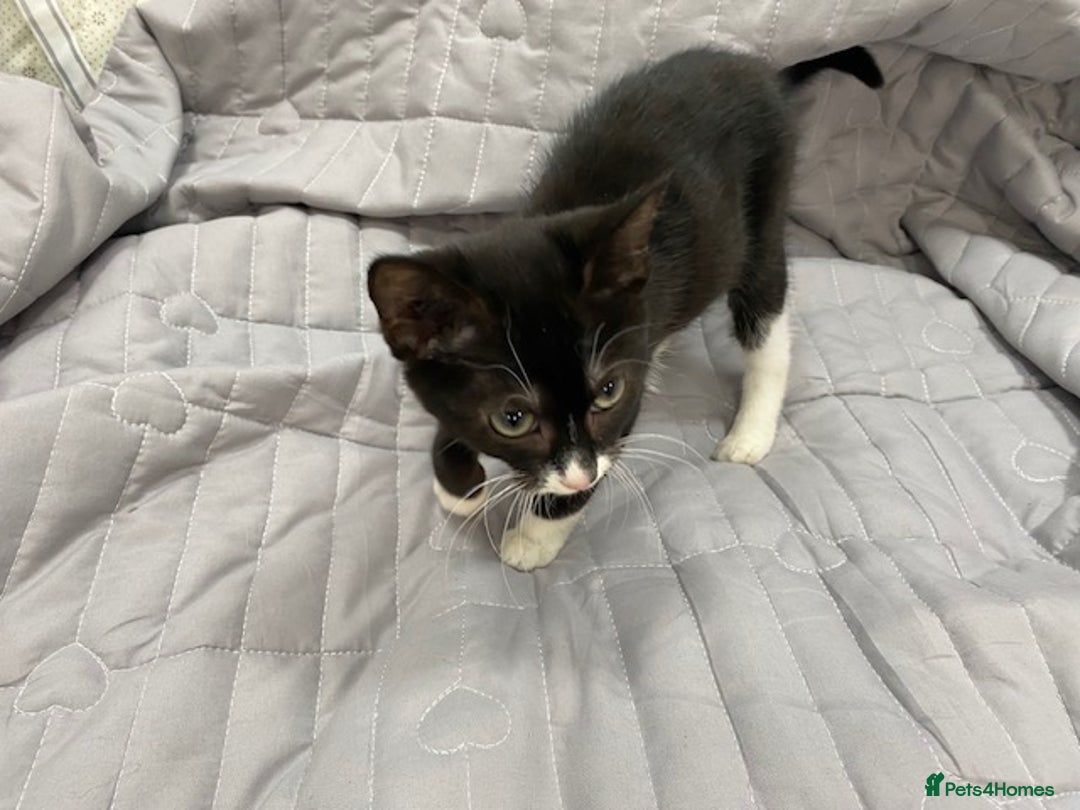 Bengal cats for sale: Beautiful female black and white kittenn - Image 5