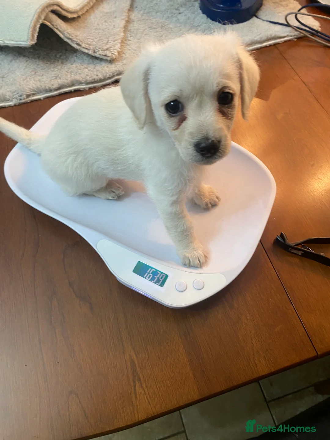 Mixed Breed dogs for sale: Daxie-CHON PUPPIES FOR SALE - Advert 19