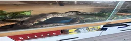 Python Snake reptiles for sale: Ball Python in Harlow - Advert 2