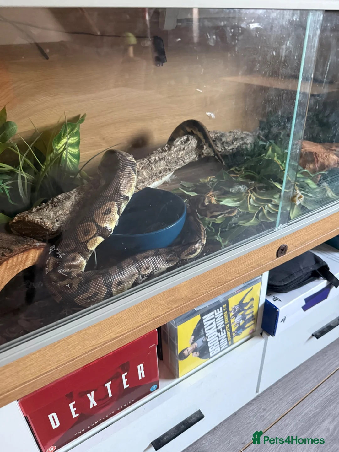 Python Snake reptiles for sale: Ball Python in Harlow - Advert 2