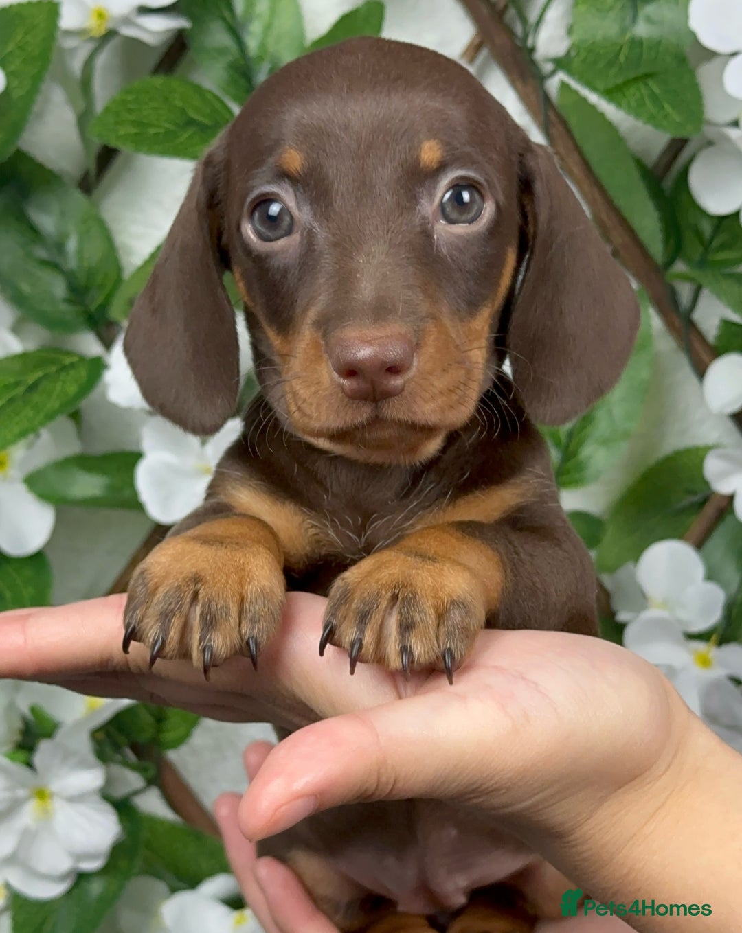 Miniature Dachshund dogs for sale: 🐾𝕊𝕞𝕠𝕠𝕥𝕙 𝕙𝕒𝕚𝕣𝕖𝕕 𝕡𝕦𝕡𝕡𝕚𝕖𝕤🐾 - Image 4