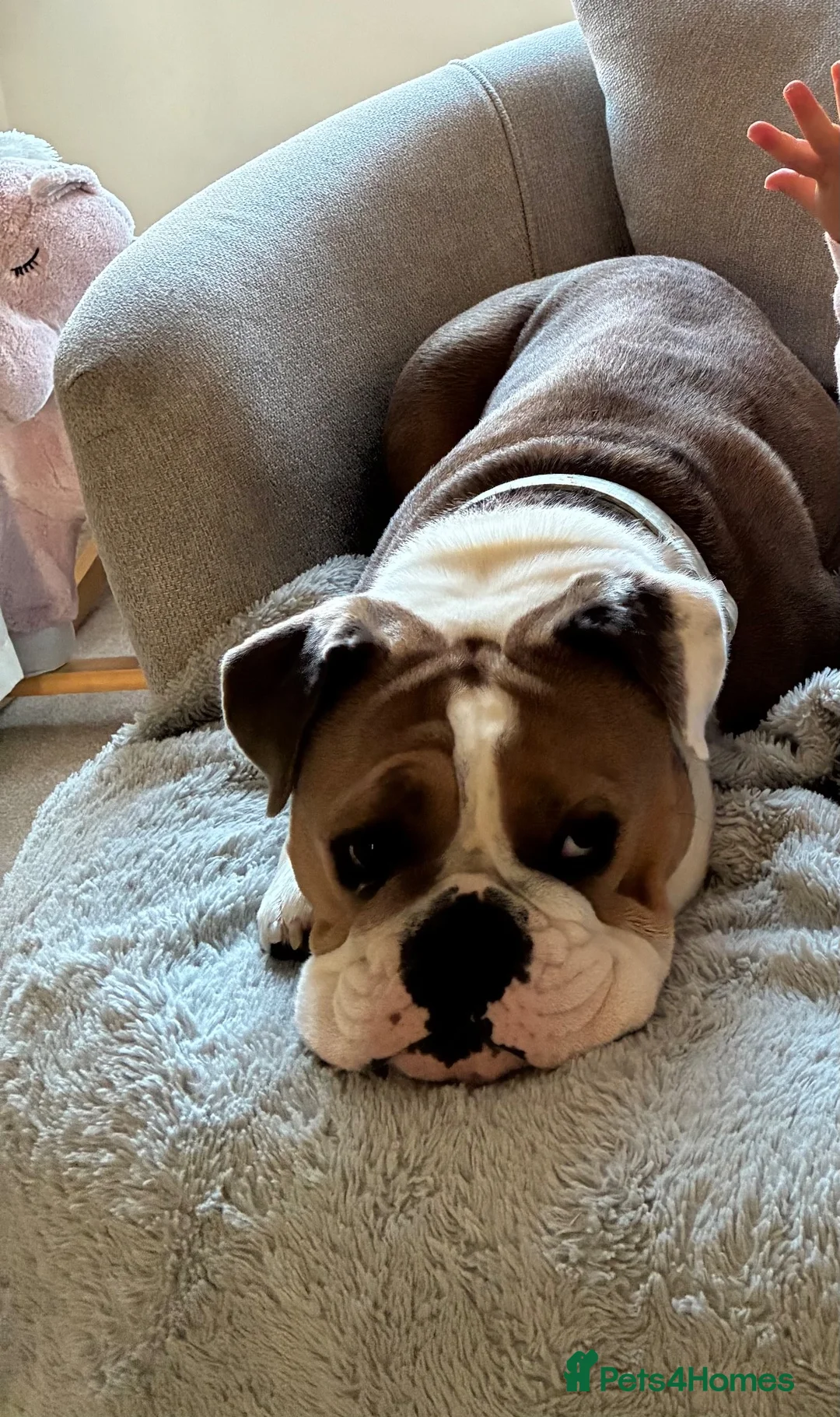 Mixed Breed dogs for sale: 1 Year Old Winnie, Olde English Bullsog - Advert 5