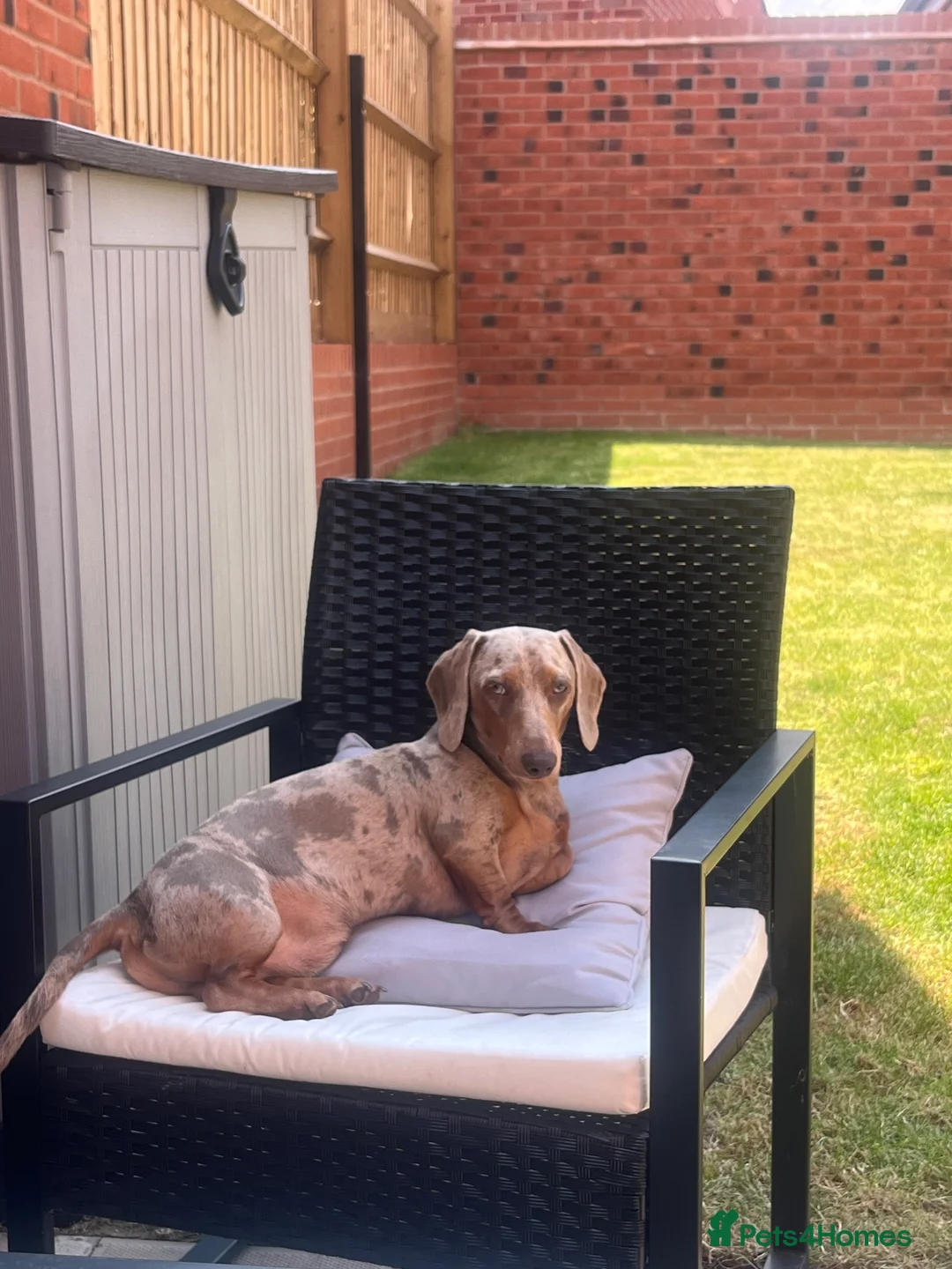 Miniature Dachshund dogs for stud: Lilac Dapple miniature Dachshund for Stud - Advert 2