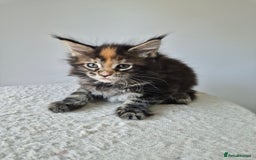 Maine Coon cats for sale: 6 TICA-Registered Maine Coon Kittens Available - Image 18