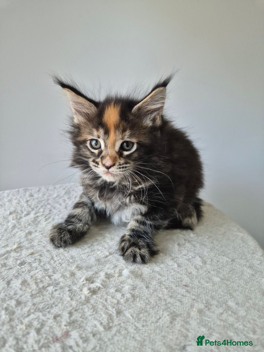 Maine Coon cats for sale: 6 TICA-Registered Maine Coon Kittens Available - Image 18