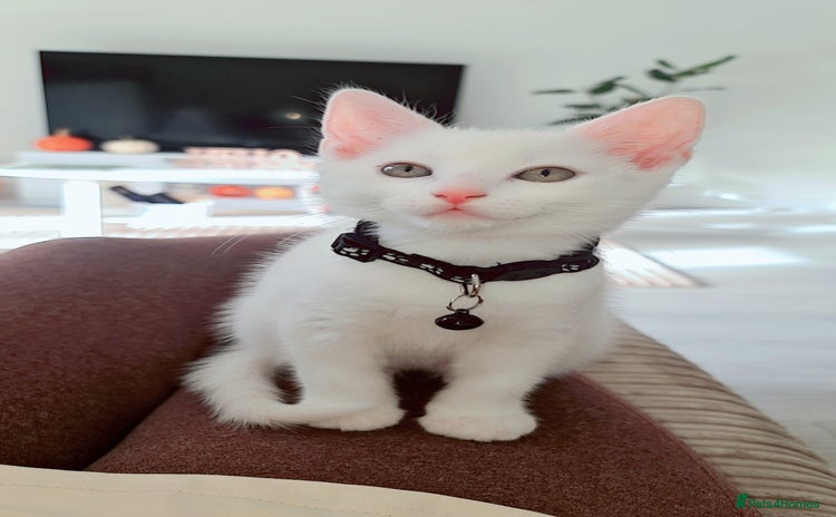 British Shorthair cats - Advert 3